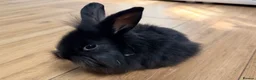 Lionhead rabbits for sale: lion head boy black in Sevenoaks - Advert 2
