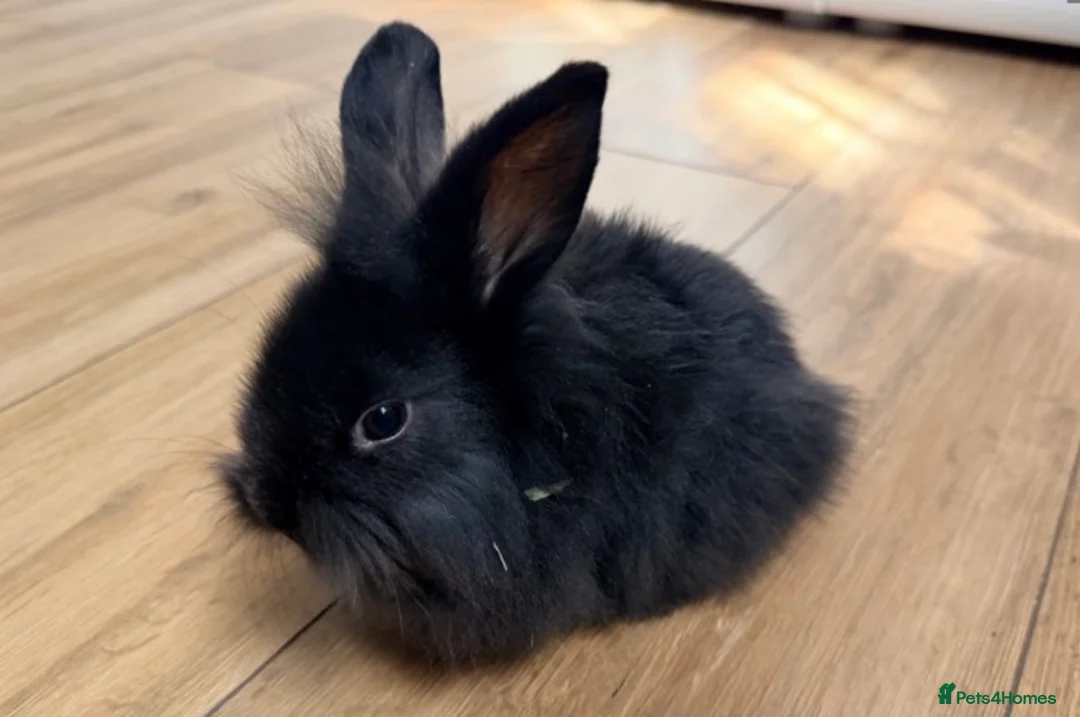 Lionhead rabbits for sale: lion head boy black in Sevenoaks - Advert 2