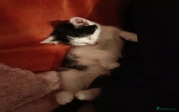 British Shorthair cats for sale: Female kitten - Image 3