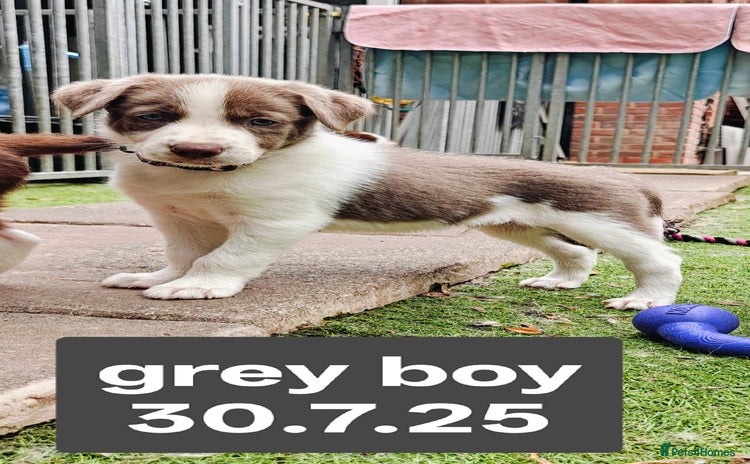 Border Collie dogs - Advert 1