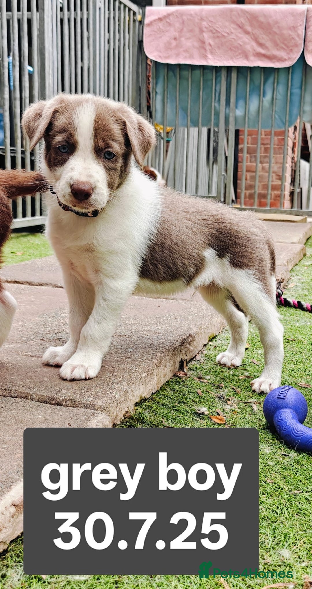 Border Collie dogs for sale: 6 Kennel Club registered Border Collie pups - Image 5