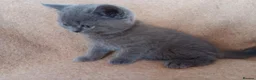 British Shorthair cats for sale: Stunning blue pedigree kittens TICA registered  - Advert 10