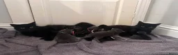 Maine Coon cats for sale: 5 Cross Maine Coon kittens for sale  - Advert 19