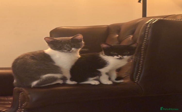 Mixed Breed cats - Advert 4