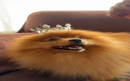 Pomeranian dogs for stud: Gorgeous Friendly Pomeranian for stud 🐶💖 - Image 3