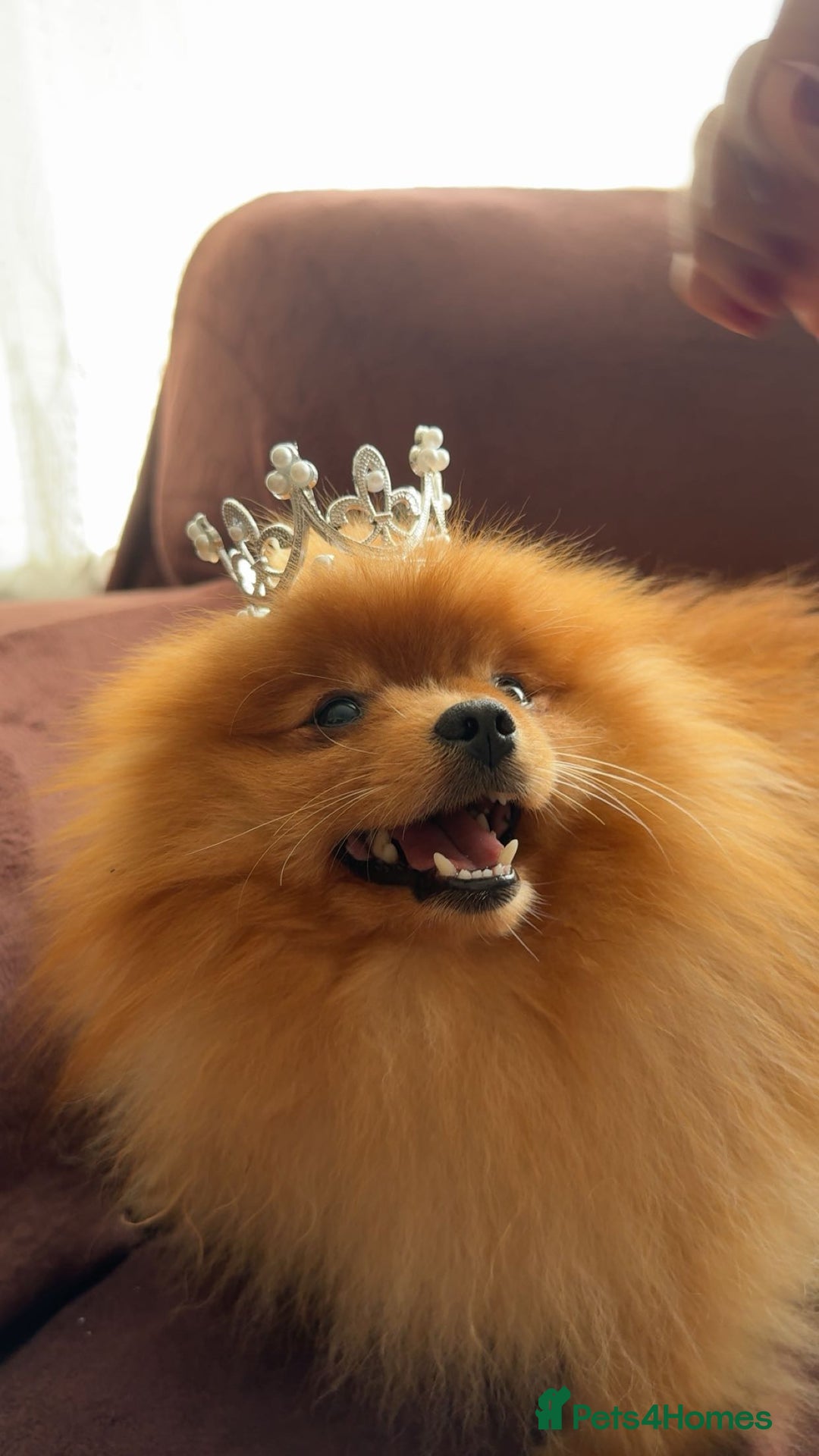 Pomeranian dogs for stud: Gorgeous Friendly Pomeranian for stud 🐶💖 - Image 3