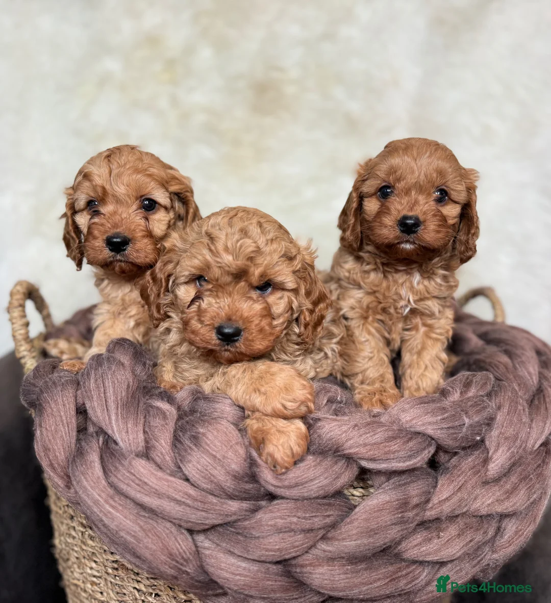 Cavapoo dogs for sale: DNA tested F1 Cavapoo puppies - Advert 1