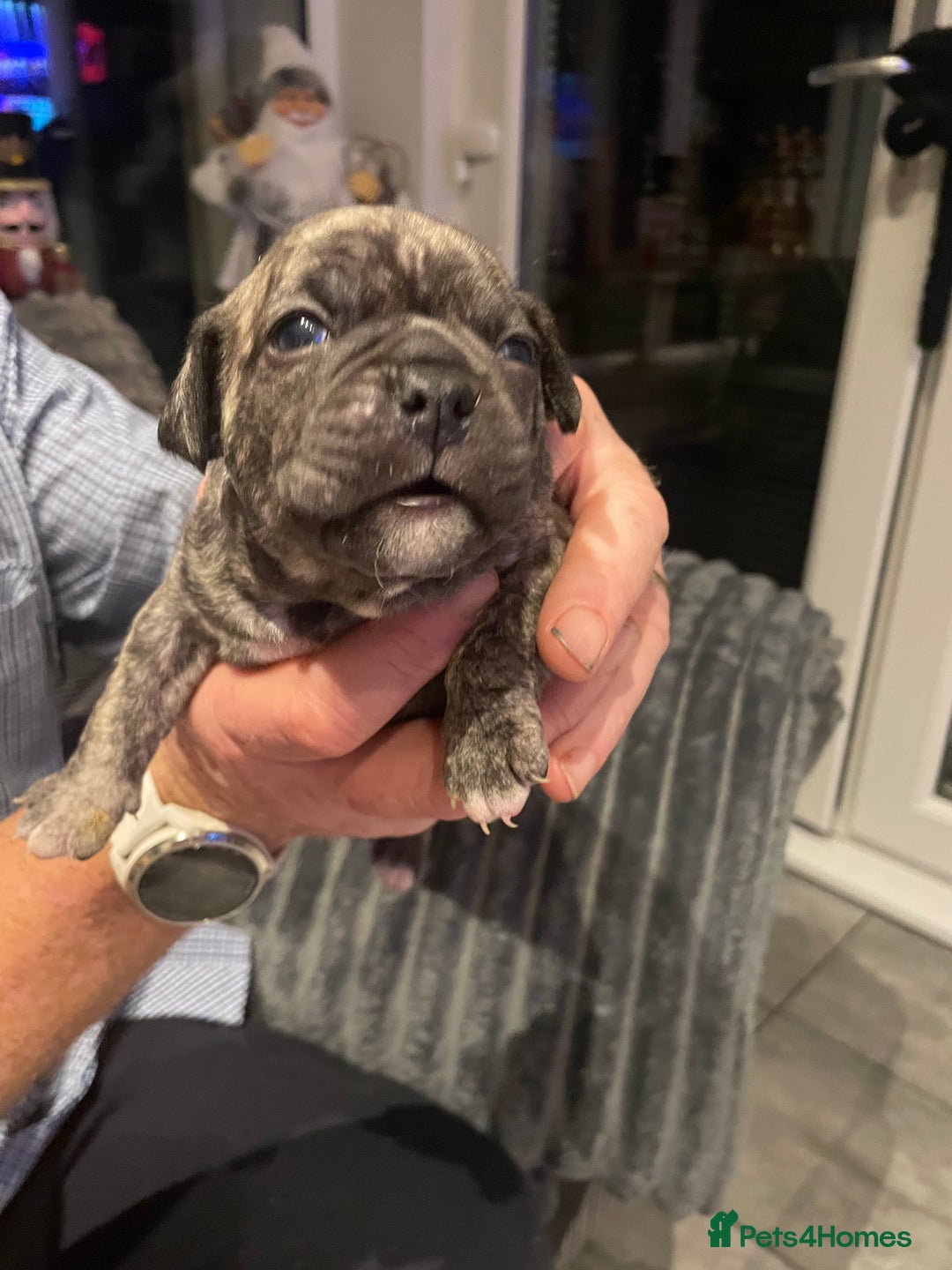 Mixed Breed dogs for sale: Frugs - Advert 7