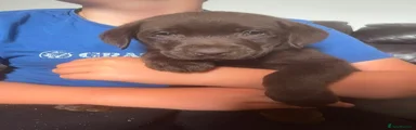 Chocolate boy
