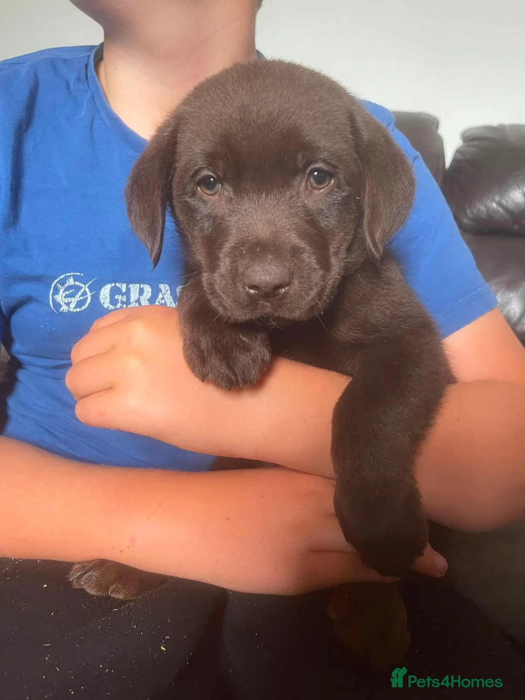 Labrador Retriever dogs for sale: Gorgeous Labrador puppies 8 weeks old  - Advert 14