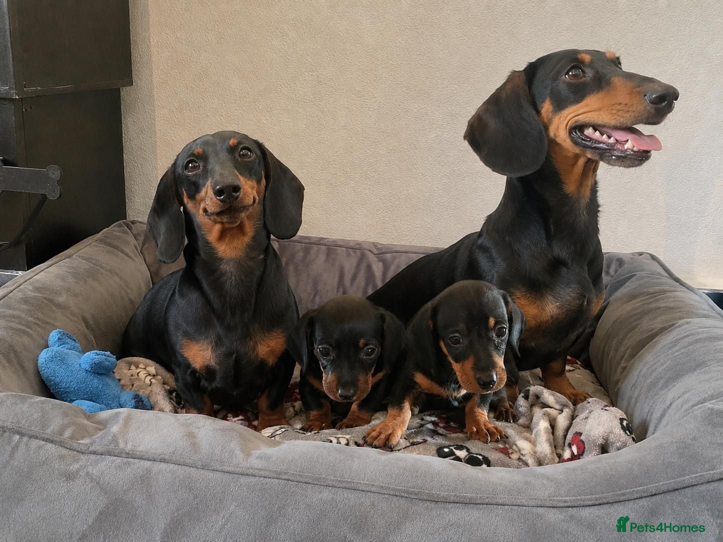 Dachshund dogs dashhound puppies for sale - Advert 1