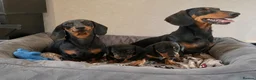 Dachshund dogs for sale: dashhound puppies for sale - Advert 1