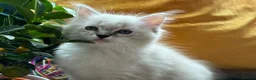 Ragdoll cats for sale: Luxury Blue Point Mitted Ragdoll Kittens - Advert 28
