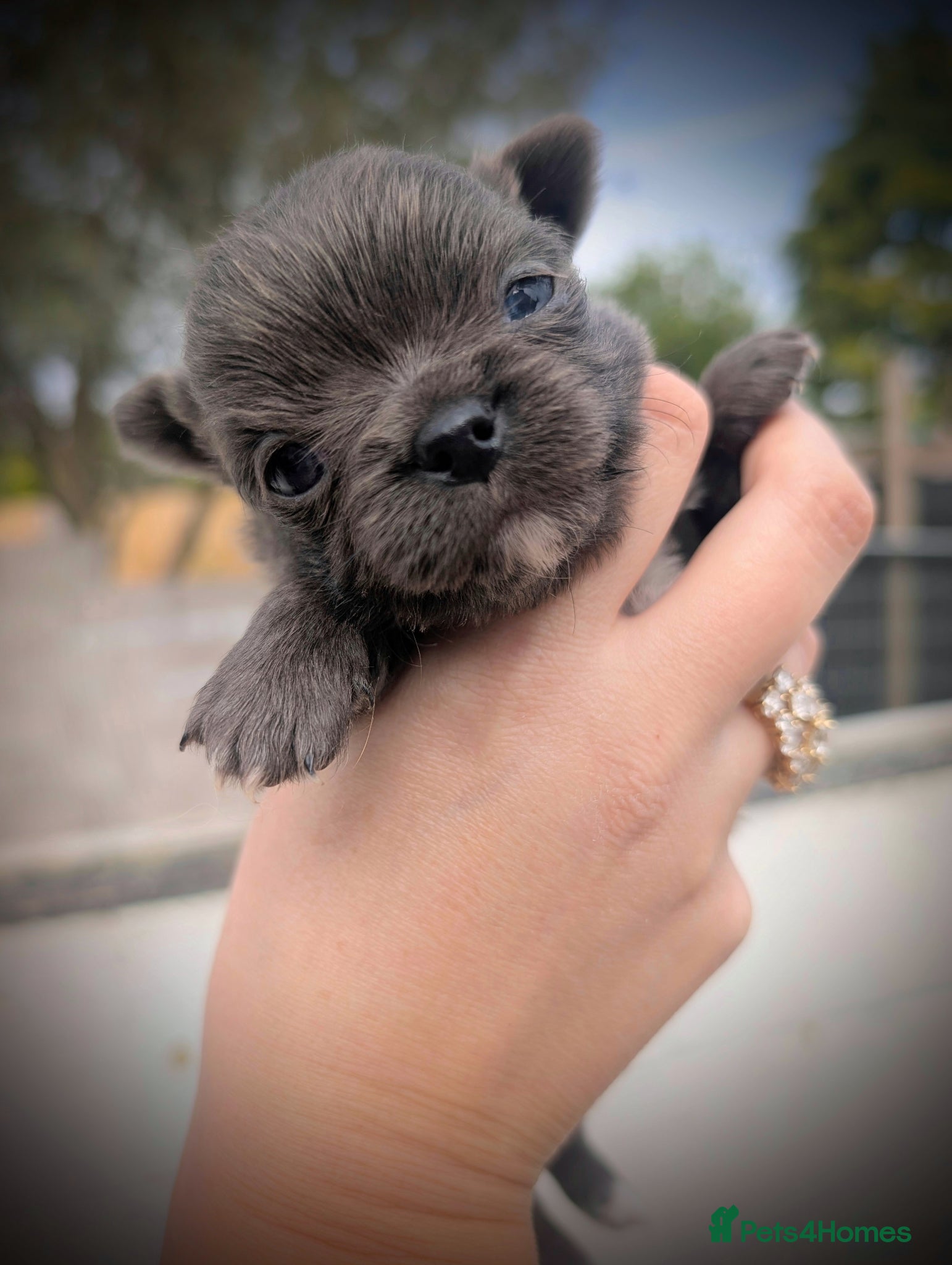 Chihuahua dogs  KC reg Long Coat Blue Chihuahua Boy Puppy - Advert 2