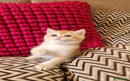 British Shorthair cats for sale: GOLDEN BRITISH SHORTHAIR KITTENS TICA  - Image 20
