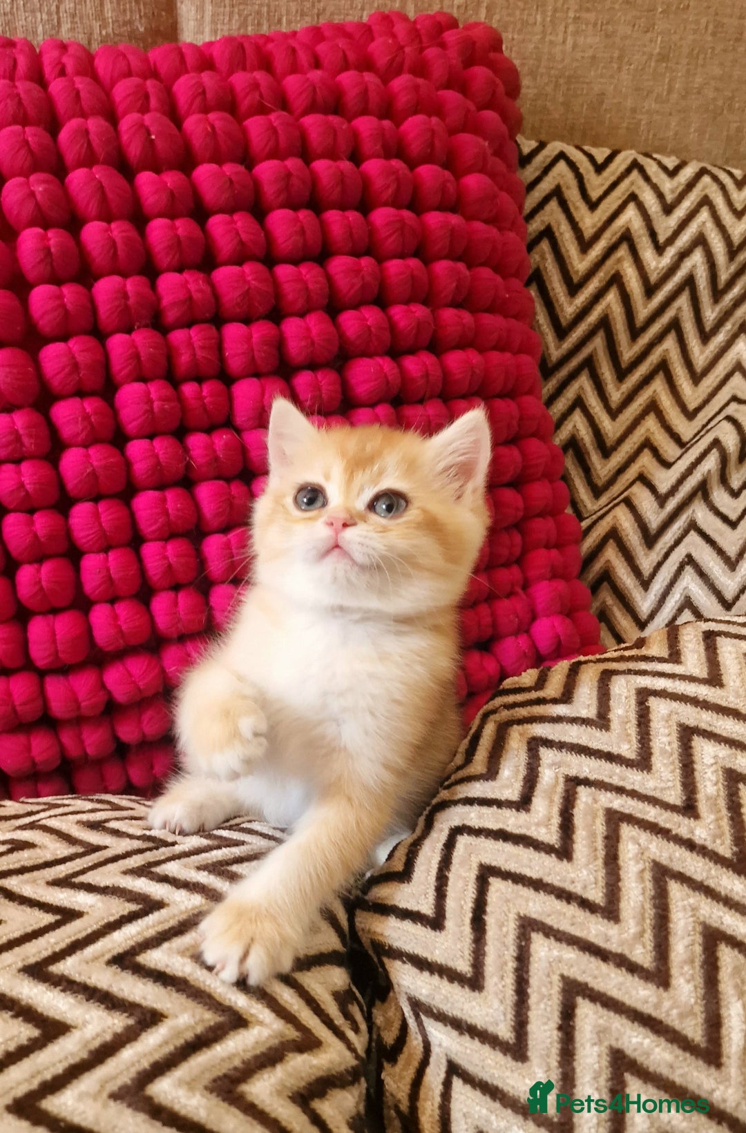 British Shorthair cats for sale: GOLDEN BRITISH SHORTHAIR KITTENS TICA  - Image 20