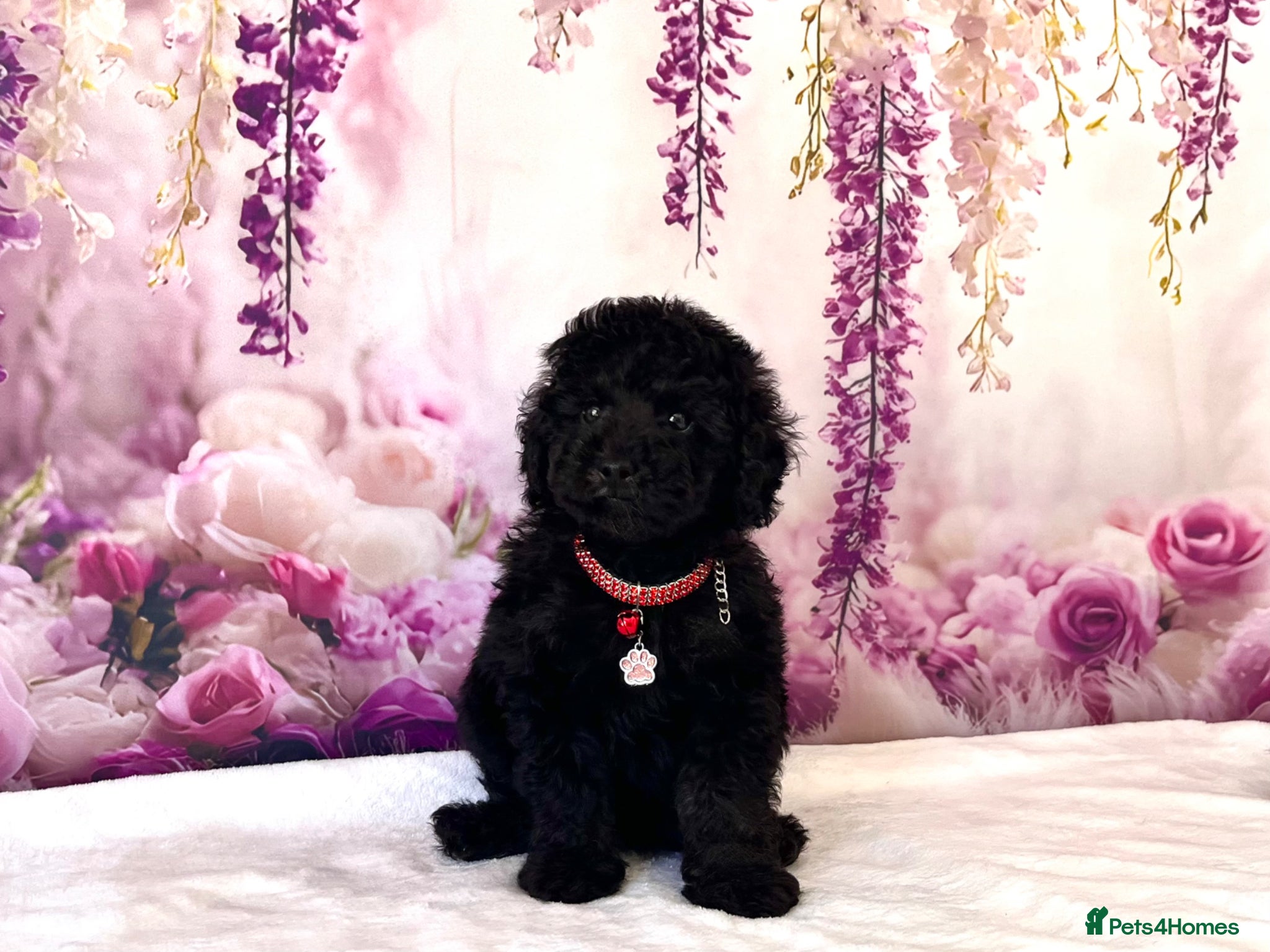 Miniature Poodle dogs 🌟Stunning Mini Poodles🌟CHAMPION LINES, DNA CLEAR - Advert 2