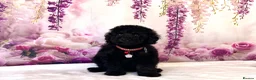 Miniature Poodle dogs for sale: 🌟Stunning Mini Poodles🌟CHAMPION LINES, DNA CLEAR - Advert 2