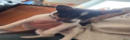 Jack Russell dogs for sale: Lovely Jack Russell puppy in Rugby - Advert 5