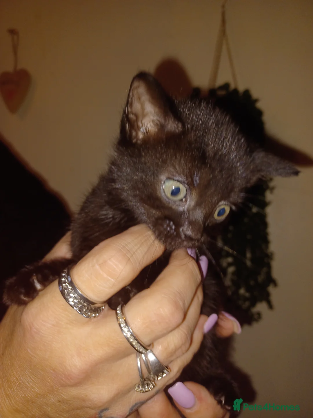 British Shorthair cats for sale: 2 male & 1 female kittens in Ashford - Advert 1