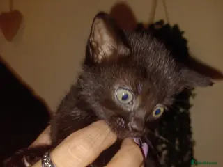 British Shorthair cats 2 male & 1 female kittens - Advert 5