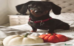 Miniature Dachshund dogs for stud: Black & tan Smooth Haired Dachshund Stud. - Image 5