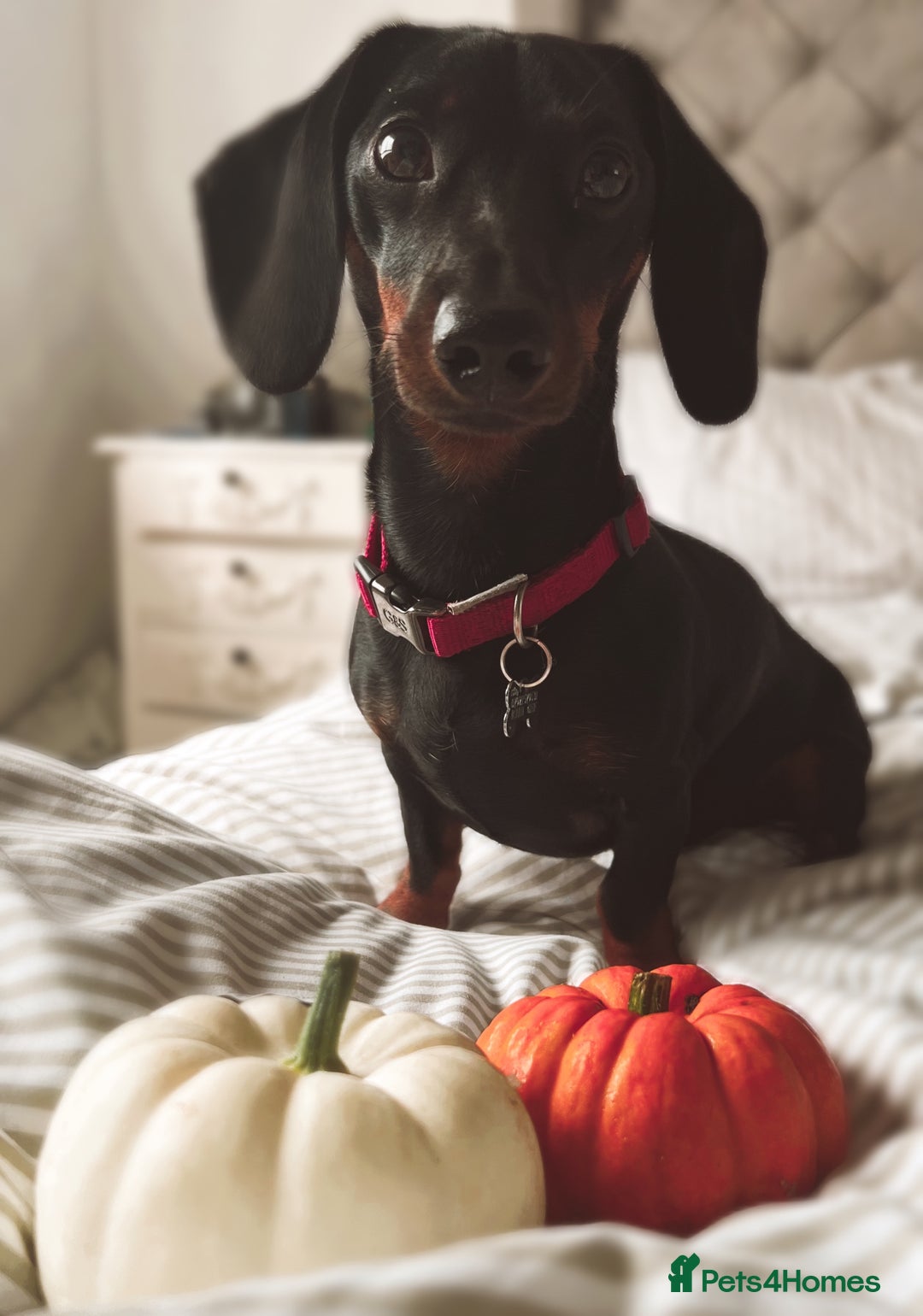 Miniature Dachshund dogs for stud: Black & tan Smooth Haired Dachshund Stud. - Image 5