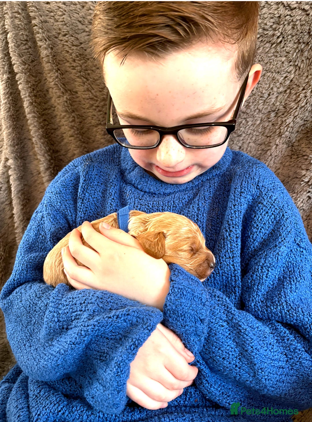 Cavapoo dogs for sale: 🔥 Waiting List for our next litter - F1 Cavapoos - Advert 11