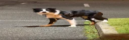 Border Collie dogs for sale: Cooper 7months old  in Par - Advert 3
