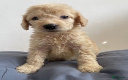 Cockapoo dogs for sale: Cockapoo puppies  - Image 8