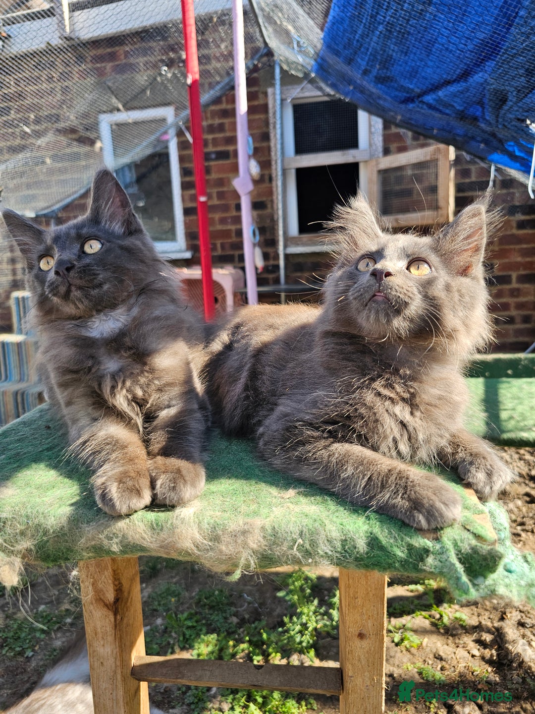 Maine Coon cats for sale: Maine coon boys - Image 4