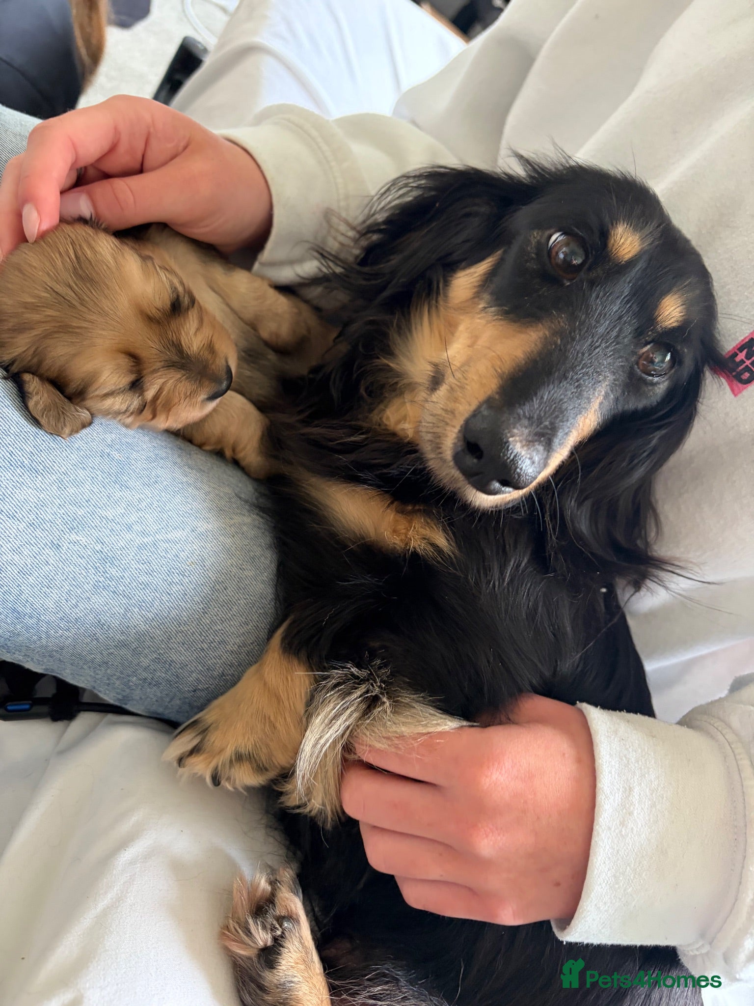 Miniature Dachshund dogs Kennel club registered mini LH Daschunds  - Advert 2