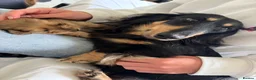 Miniature Dachshund dogs for sale: Kennel club registered mini LH Daschunds  - Advert 2