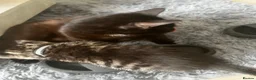 Mixed Breed cats for sale: Kittens - Advert 6