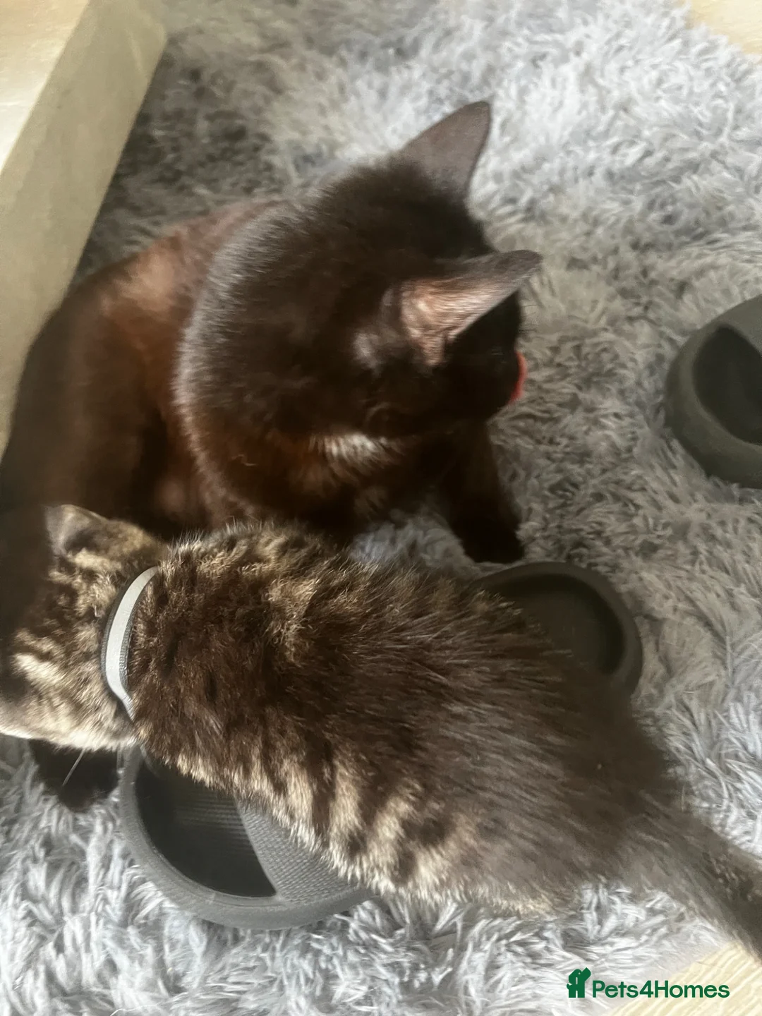 Mixed Breed cats for sale: Kittens - Advert 6