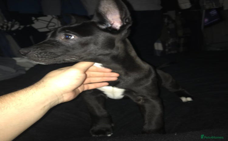 Mixed Breed dogs Cane corso x American akita cross(READY TO LEAVE) - Advert 18