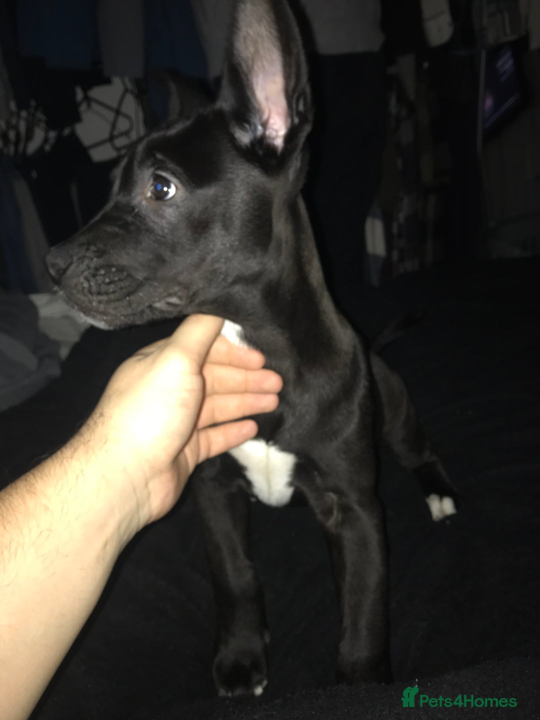 Mixed Breed dogs for sale: Cane corso x American akita cross(READY TO LEAVE) - Advert 1