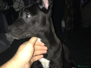 Mixed Breed dogs Cane corso x American akita cross(READY TO LEAVE) - Advert 17