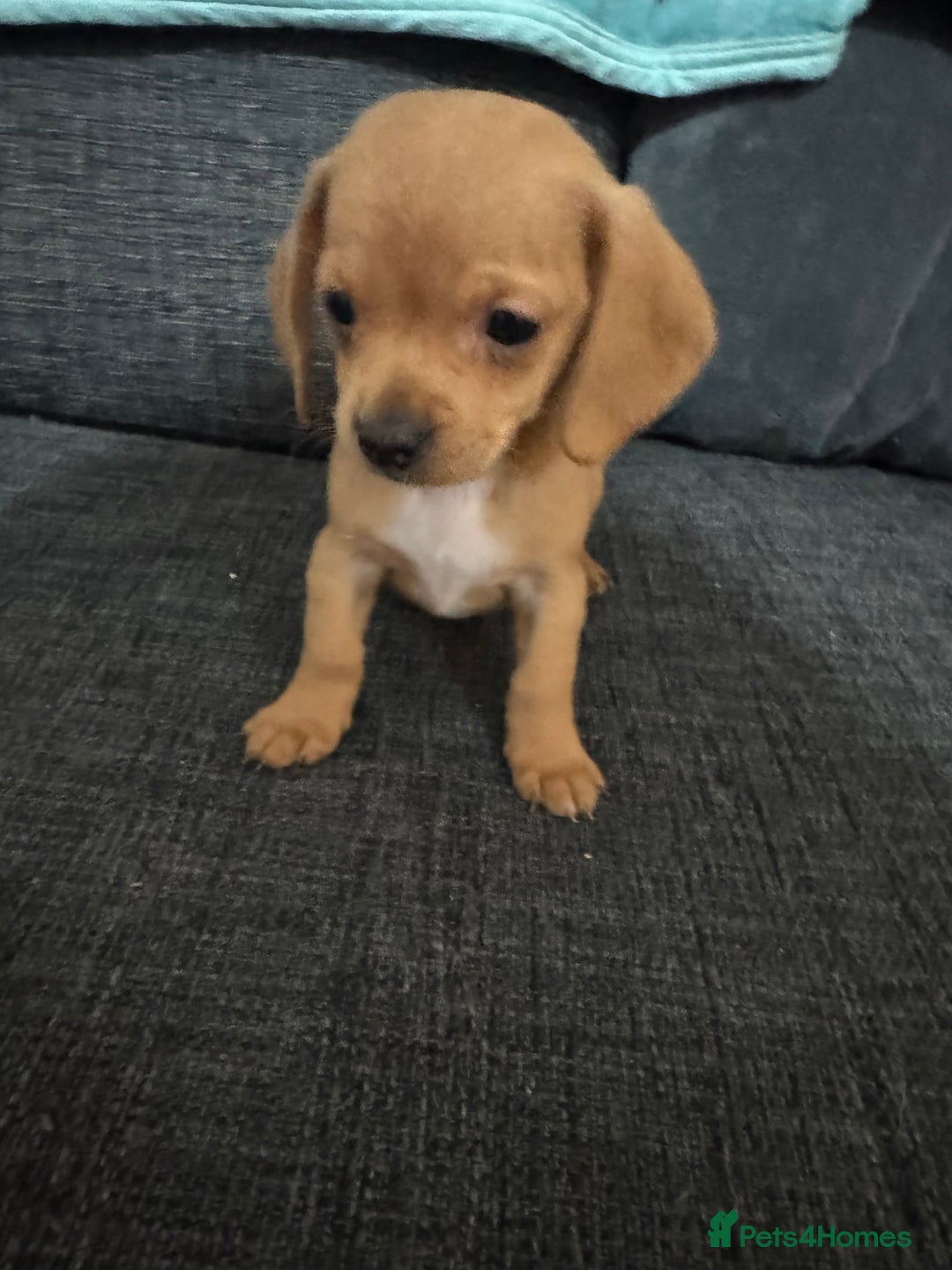 Dachshund dogs for sale: 5 beautiful dachshund 1 girl 4 boys - Advert 27