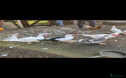 Ducks poultry for sale: Muscovy ducklings  - Image 3
