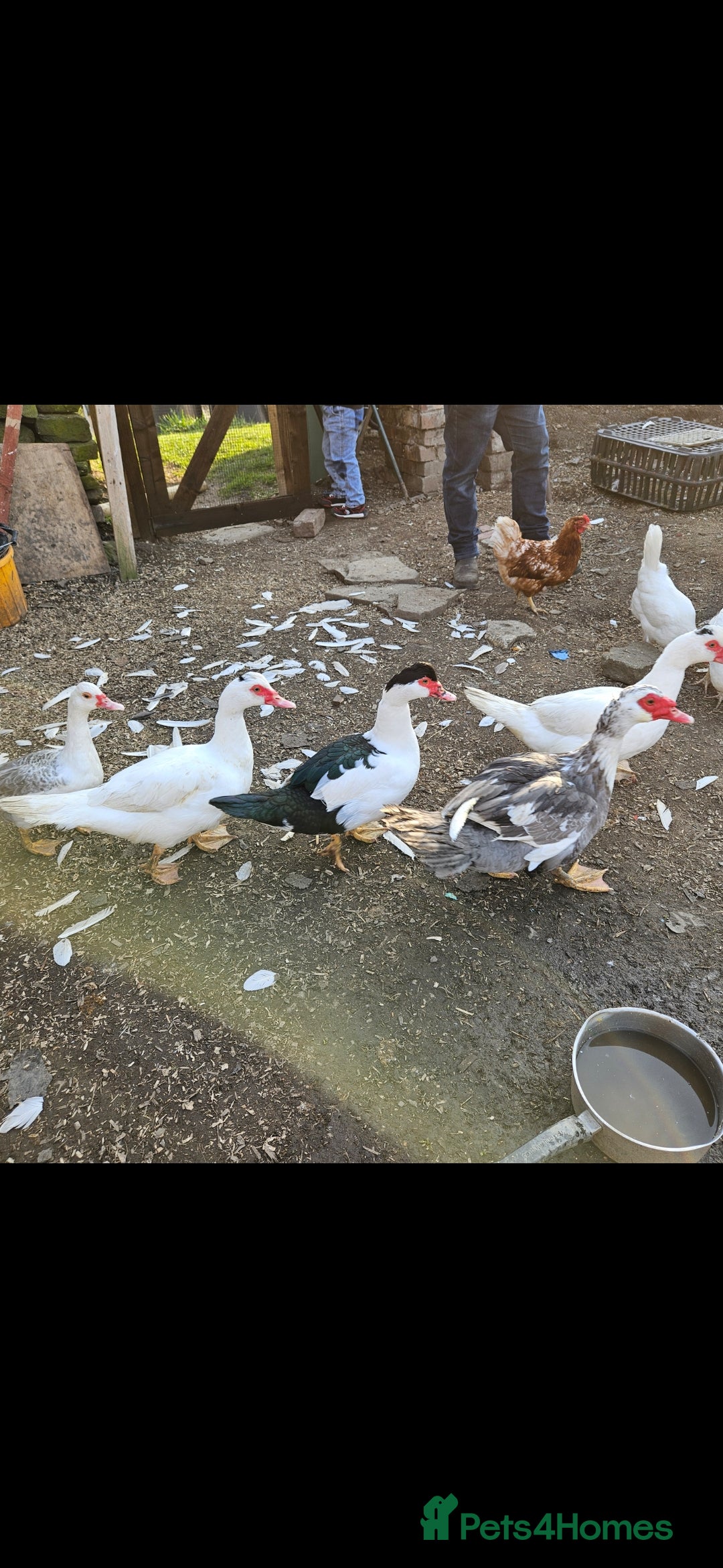 Ducks poultry for sale: Muscovy ducklings  - Image 3
