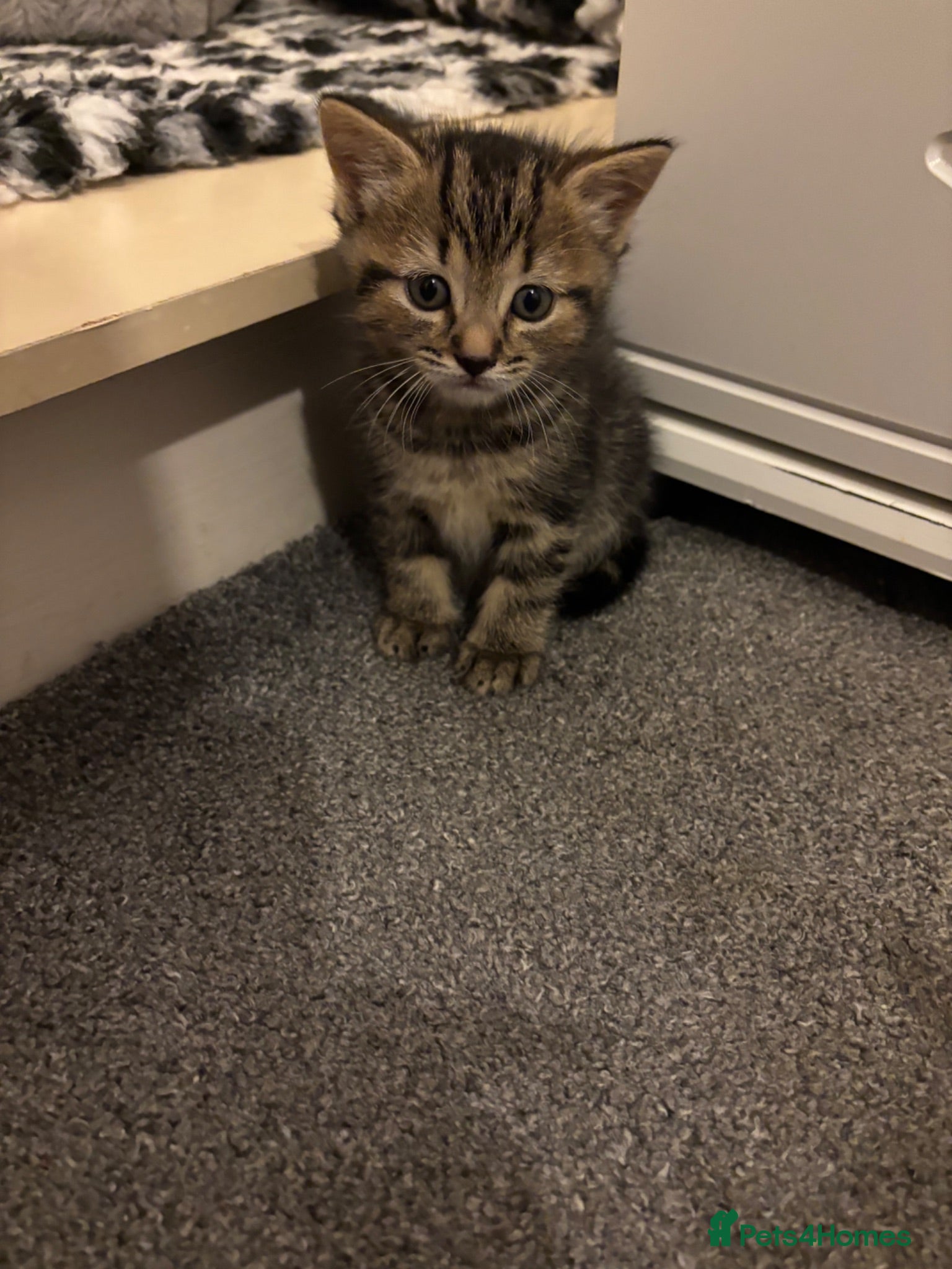 Mixed Breed cats Beautiful black girl@gorgeous tabby boy available  - Advert 12