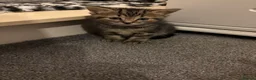 Mixed Breed cats for sale: Beautiful black girl@gorgeous tabby boy available  in Preston - Advert 1