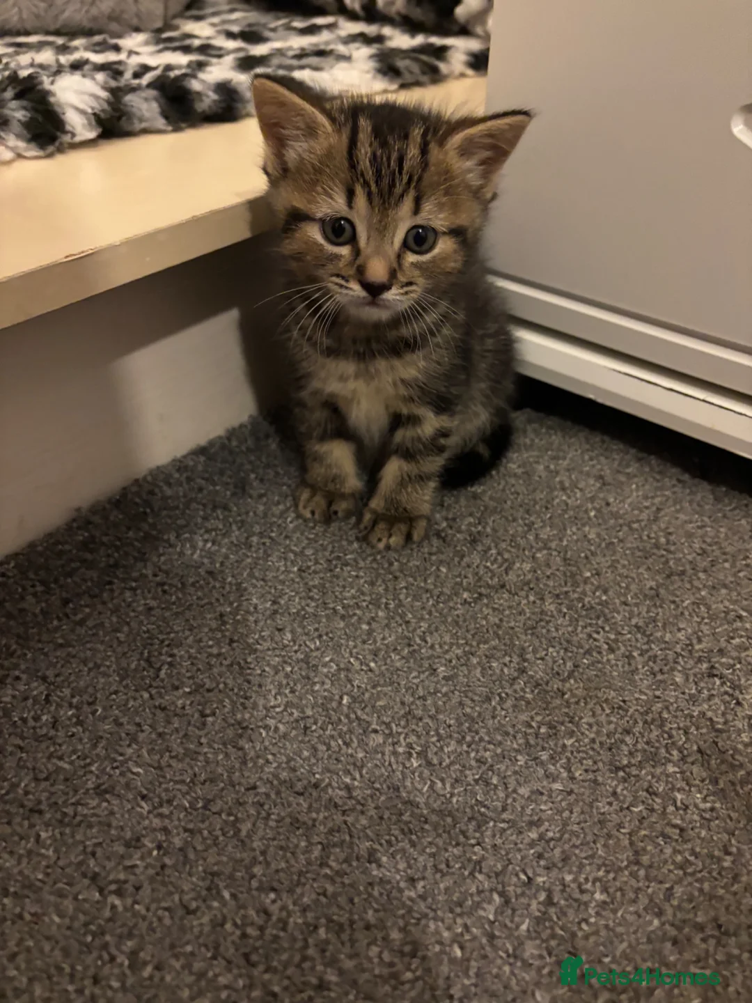 Mixed Breed cats for sale: Beautiful black girl@gorgeous tabby boy available  in Preston - Advert 1