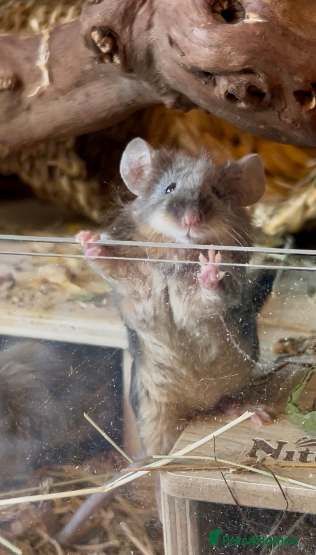 Mouse rodents for sale: 3 female mice with enclosure  - Advert 2