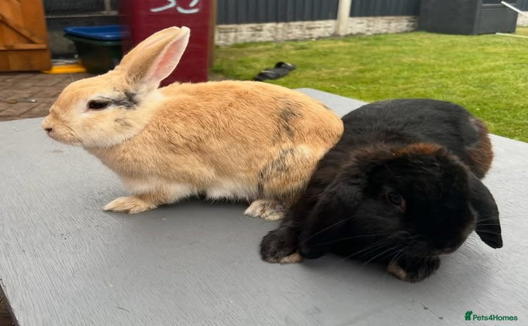 Mixed Breed rabbits - Advert 12