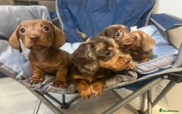 Miniature Dachshund dogs for sale: Gorgeous Miniature Dachshunds - Image 24