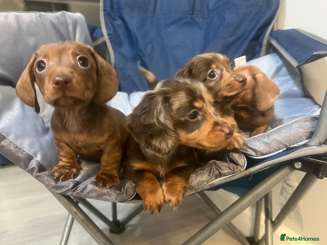 Miniature Dachshund dogs for sale: Gorgeous Miniature Dachshunds - Image 24
