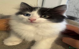Ragdoll cats for sale: Beautiful Ragdoll Kittens  - Image 10