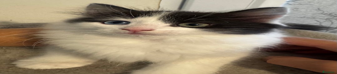 Ragdoll Kitten 2